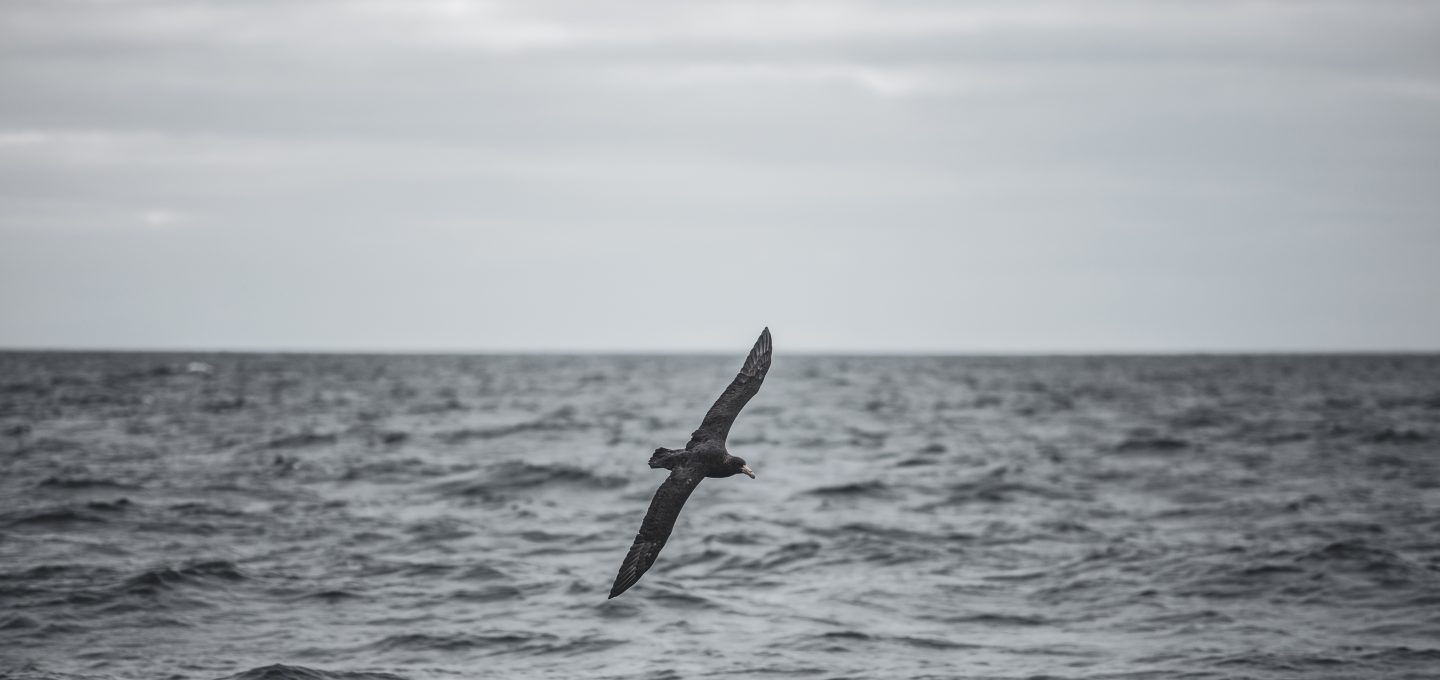 ocean-landscape-sea-bird-surf-science-patagonia-expedition-plastic-oceans