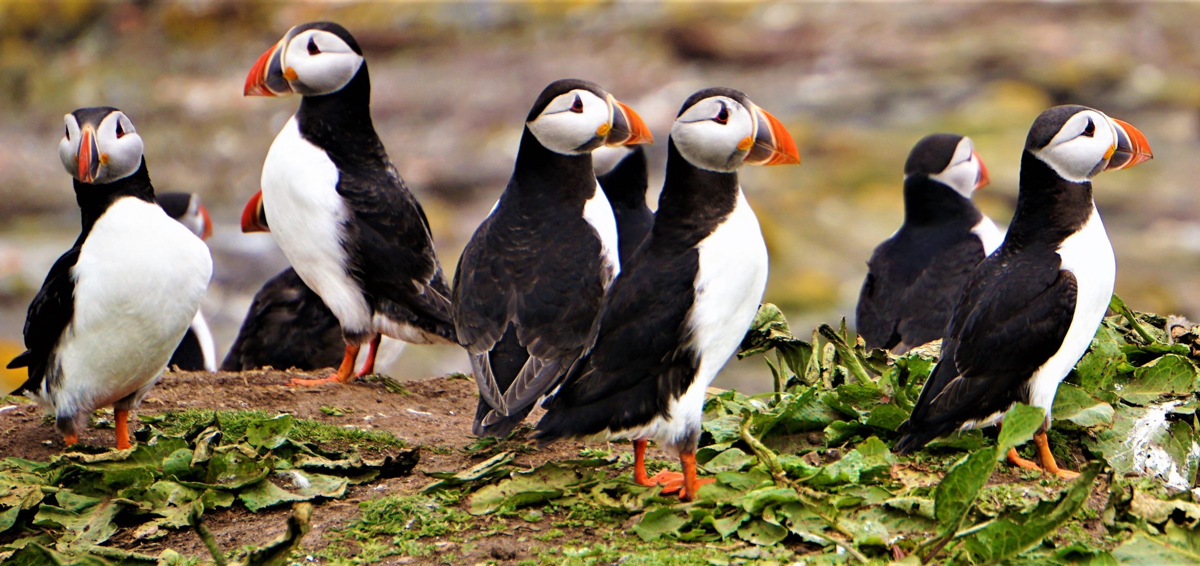 puffins-colony-rspb-wildlife-photography