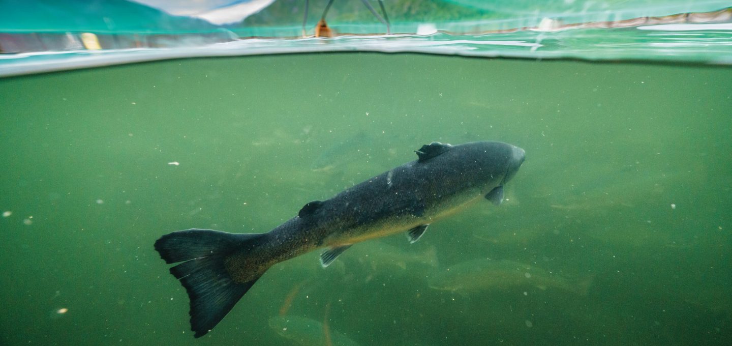 ARTIFISHAL-film-patagonia-salmon-farming-fisheries-ben-moon