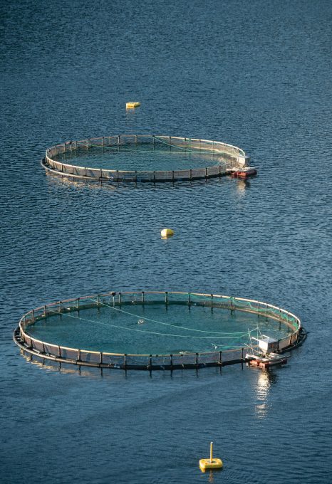 ARTIFISHAL-film-patagonia-salmon-farming-fisheries-ben-moon