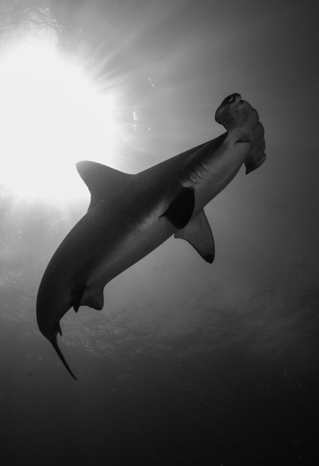 hammerhead-shark-cocos-isalnd-costa-rica-sanctuary-underwater-photography