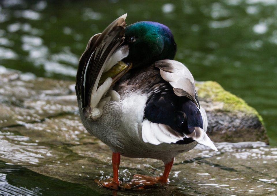 Lizzie carr plastic patrol paddleboarding duck hackney