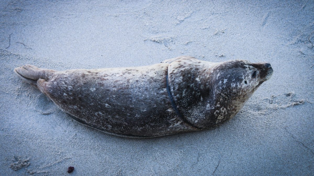 G20-marine-plastic-deal-seal