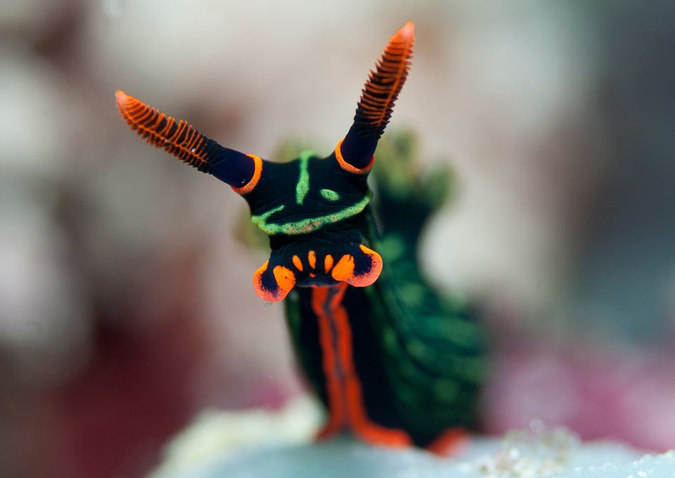 World-Beneath-Richard-Smith-marine-biologist-sea-snail