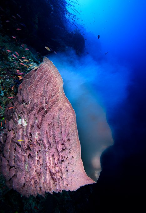 World-Beneath-Richard-Smith-marine-biologist