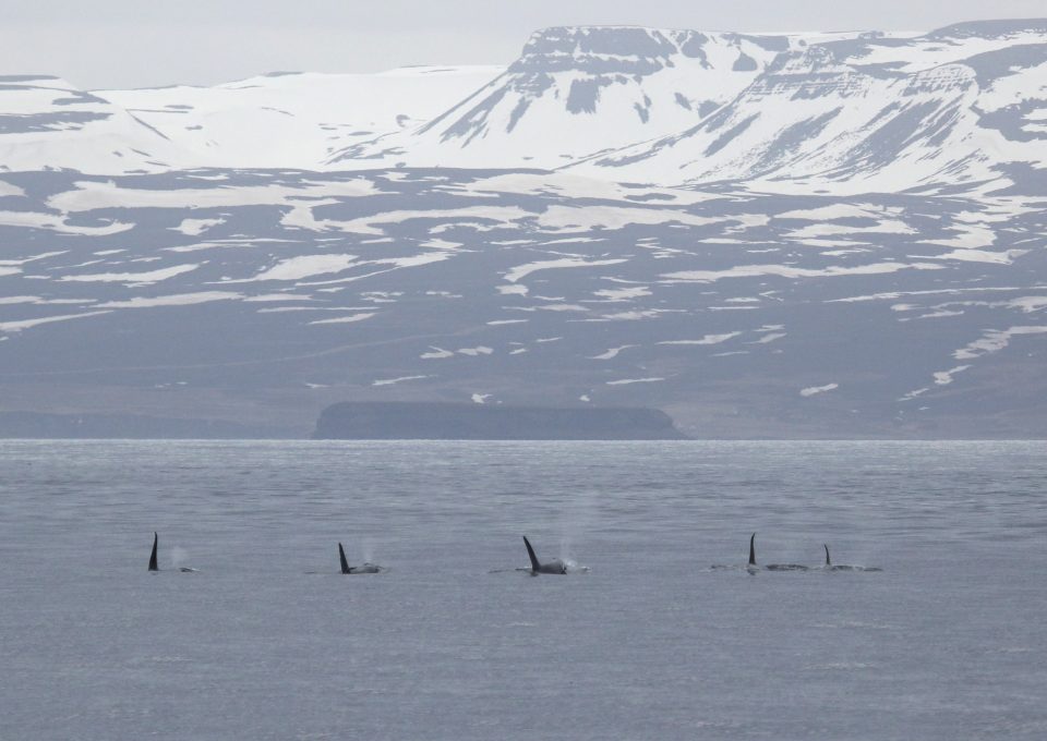 whale-watching-research-Húsavík-iceland-landscape-photography-whales