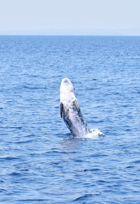risso's-dolphins-stefano-bellomo-risso-breaching
