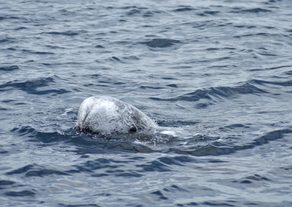 risso's-dolphins-stefano-bellomo-risso-italia