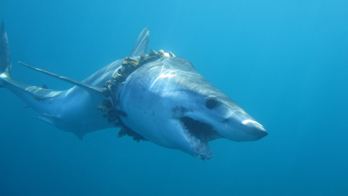 sharks-and-rays-entanglements-in-plastic-marine-debris-exeter-univeristy