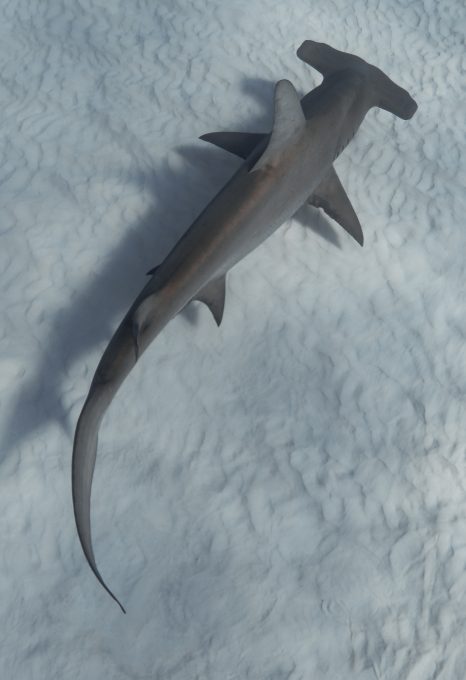 Taylor-henley-underwater-photographer-hammerhead