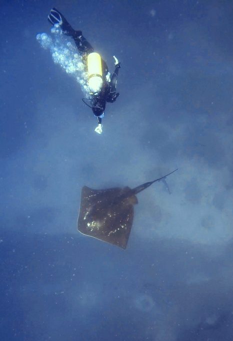 smalleye-stingray-marine-megafauna-foundation