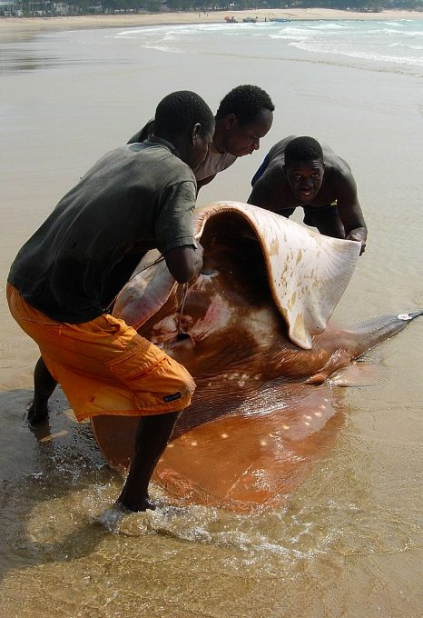 smalleye-stingray-marine-megafauna-foundation
