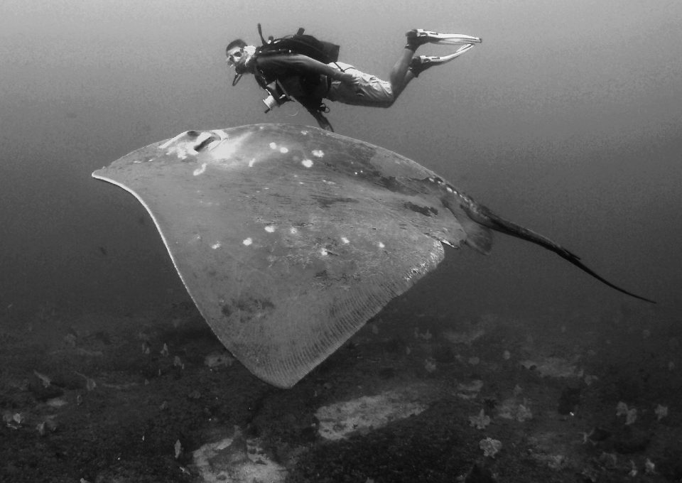 smalleye-stingray-marine-megafauna-foundation