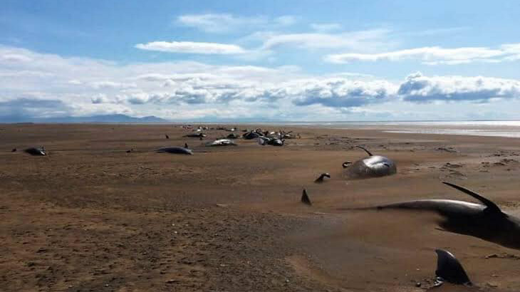 pilot-whales-beached-stranded-iceland