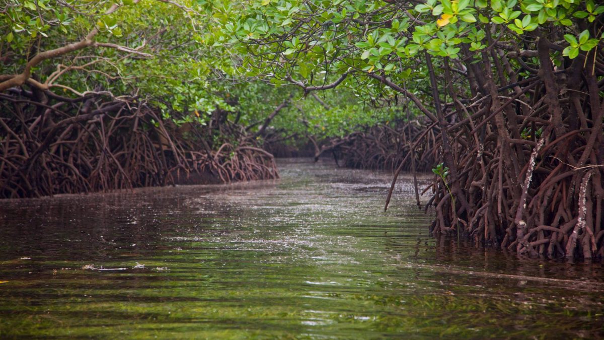 mangroves-conservation-kenya-carbon-credit-trade-UN