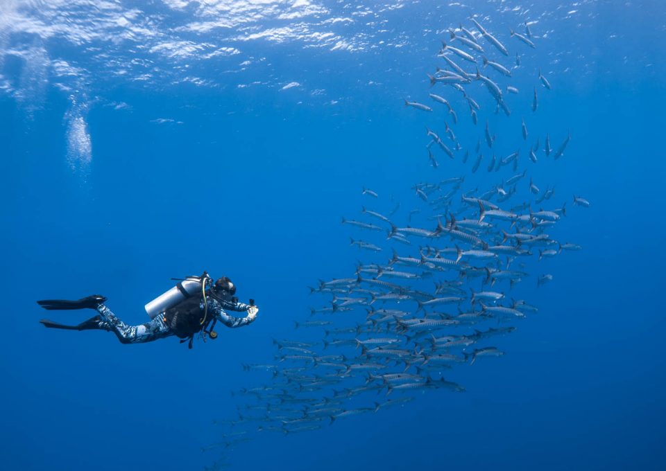 Palau-James-glancy-Barracuda