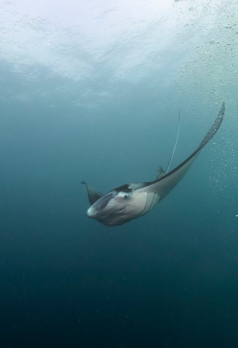 manta-ray-palau