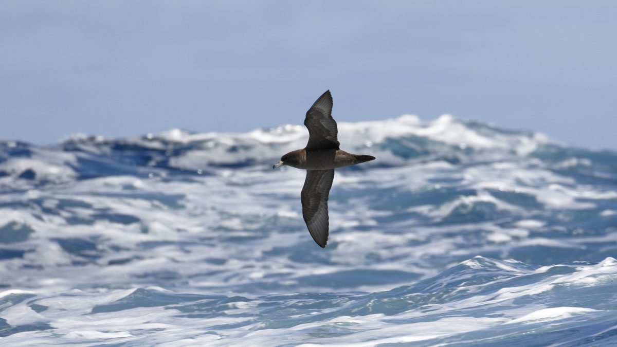 Flesh-footed-Shearwaters-Australia-Ed-Dunens-Flickr-plastic-blood-chemistry