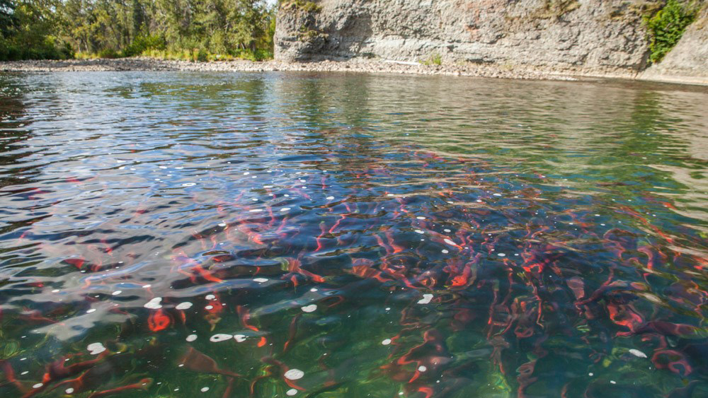 bristol-bay-pebble-mine-wild-salmon– EPA