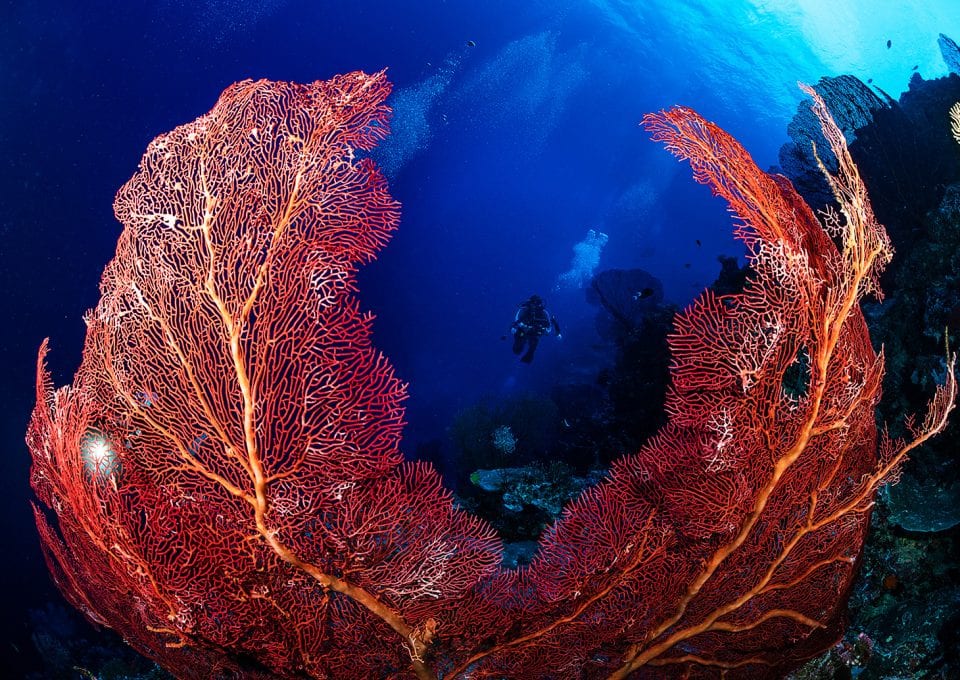 emily-darling-coral-fan-bleaching-study