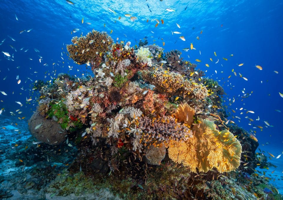 emily-darling-corals