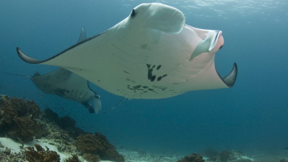 manta-rays-social-bonding-groups-indonesia-cleaning-sites-mantas