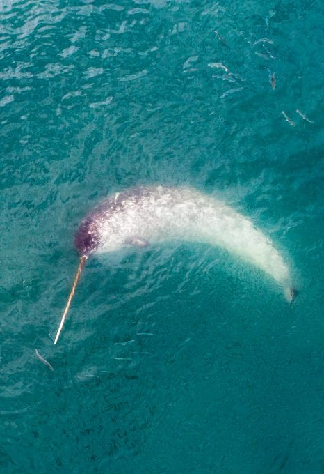 Florian Ledoux drone filmmaker ocean cinematographer oceans film festival polar bear ice arctic landscape narwhal