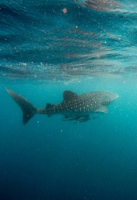 anouska freedman ningaloo reef whale shark jeremy bishop