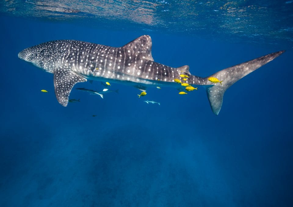 anouska freedman ningaloo reef whale sharks