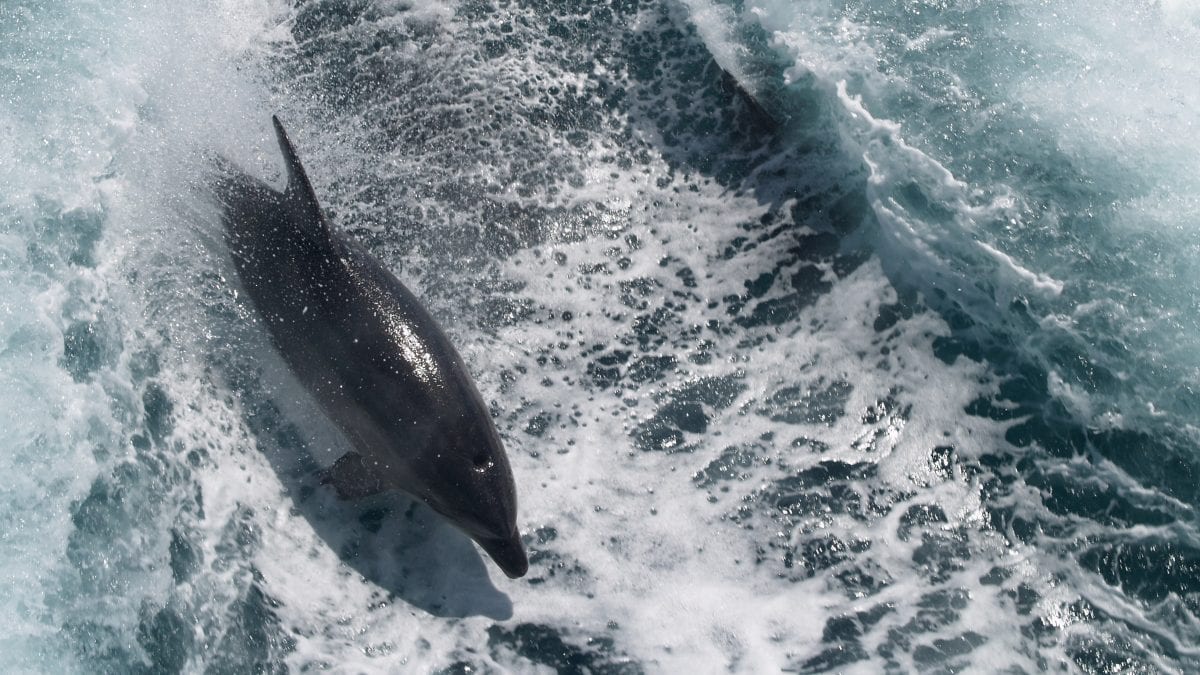 bay of islands bottlenose dolphins