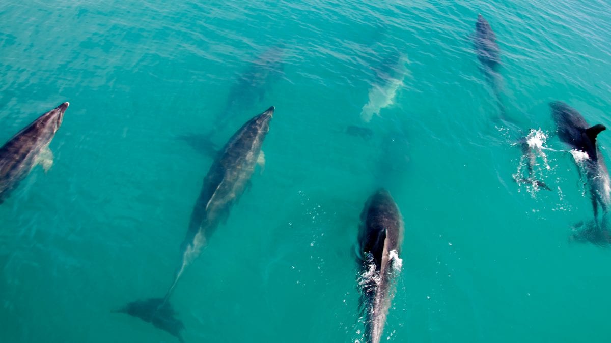 bay of islands bottlenose dolphins