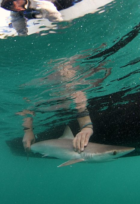 shark and ray marine conservation MarAlliance