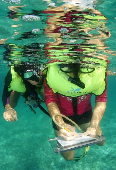 shark and ray marine conservation MarAlliance underwater research