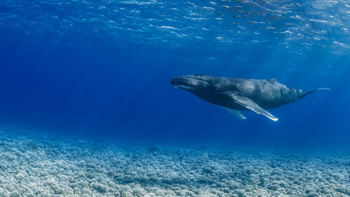 great whales climate change carbon sequestration ocean conservation