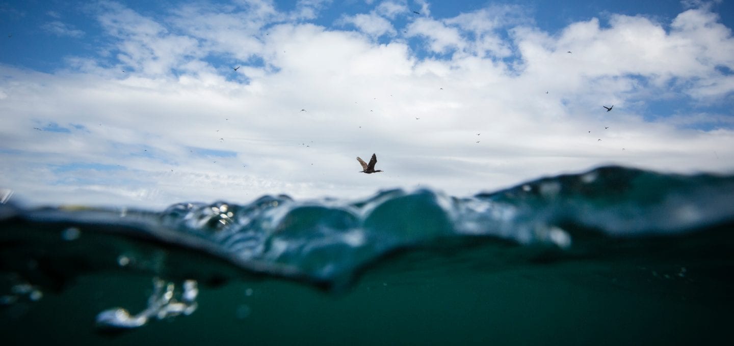 marine protection Greenpeace DEFRA UK fishing fisheries high seas Highly Protected Marine Areas HMPA seabird