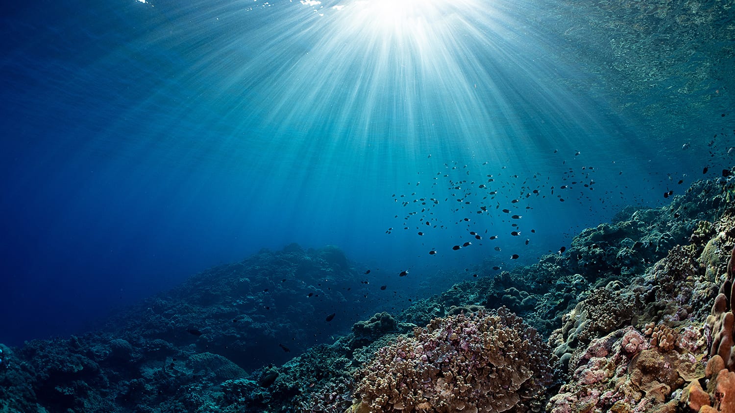 carbon emissions fossil study ocean acidification