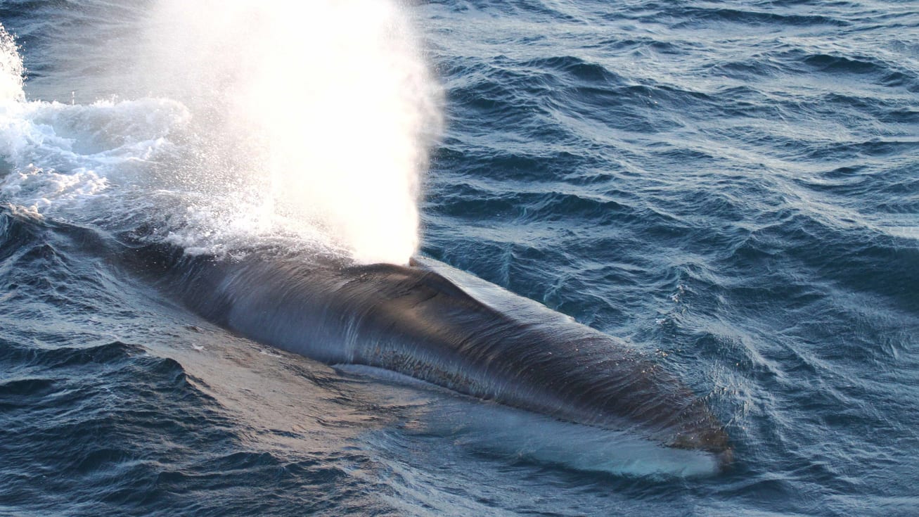 Pacific fin whales subspecies