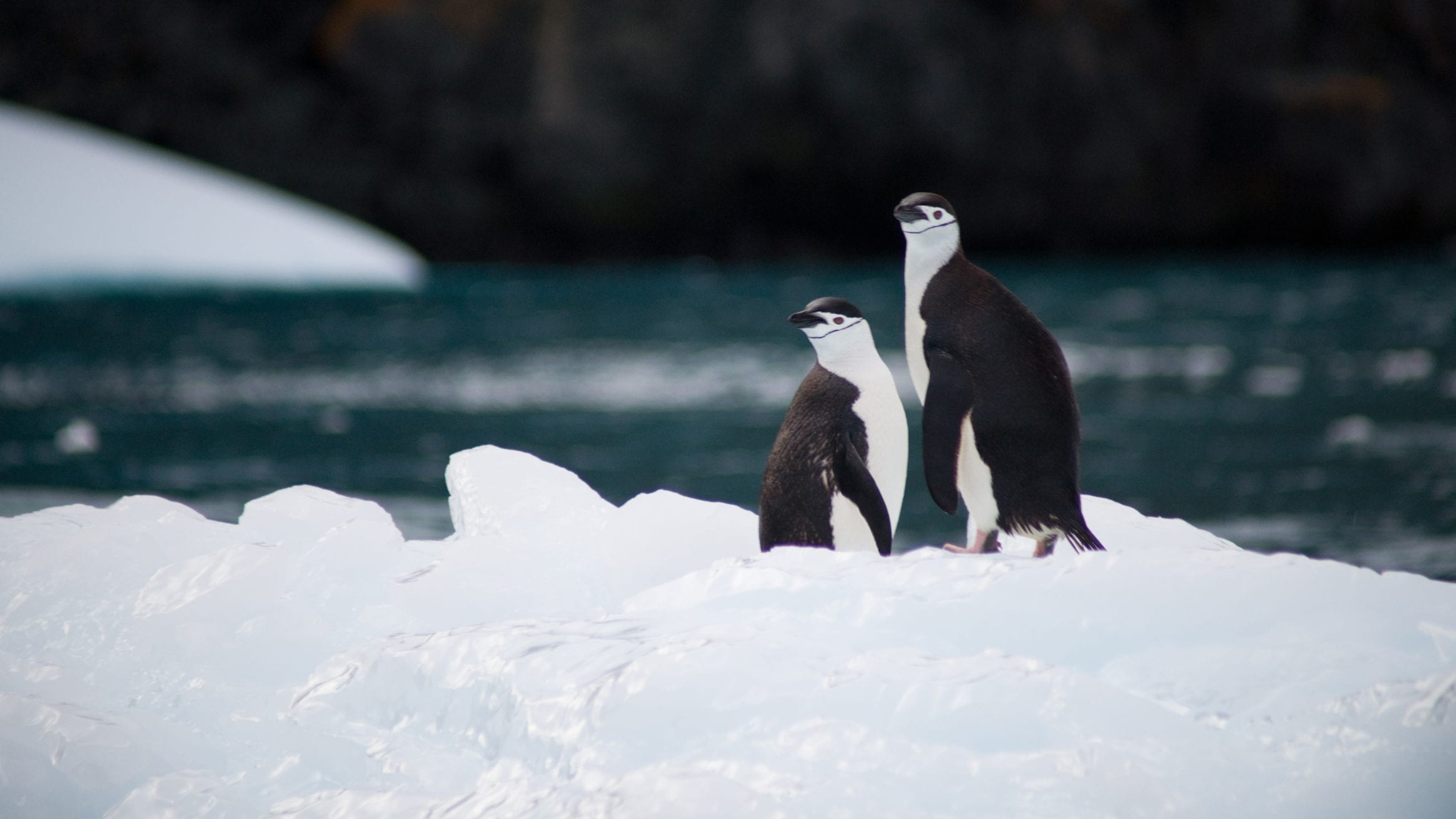 Antarctic marine park bid fails at CCAMLR