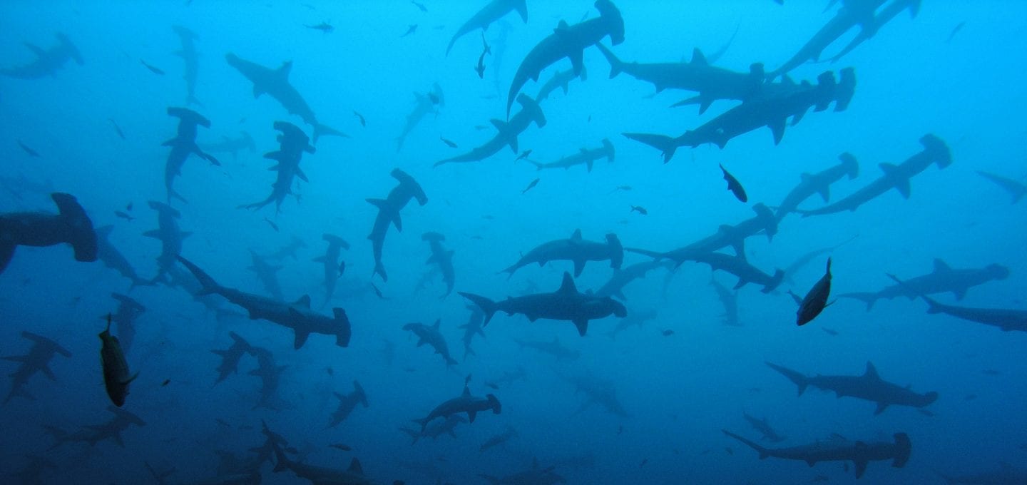 shark finning conservation Randall Arauz costa rica sharks