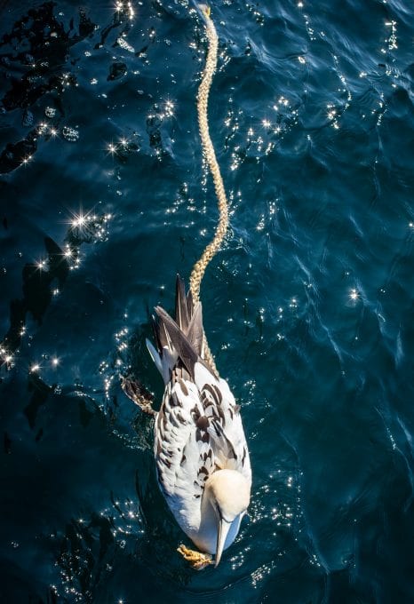 Liz Bonnin Plastic Pollution Gannet Greenpeace