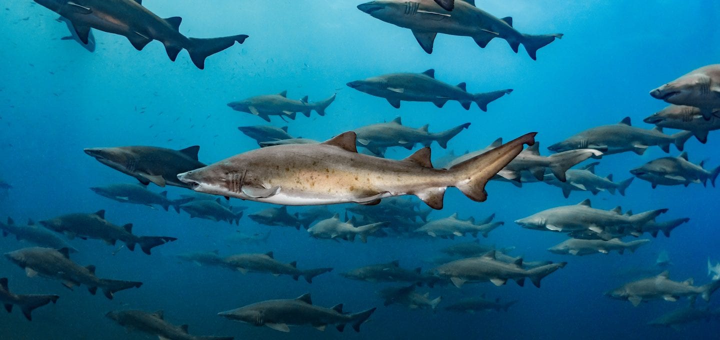 Tanya Houppermans sand tiger sharks