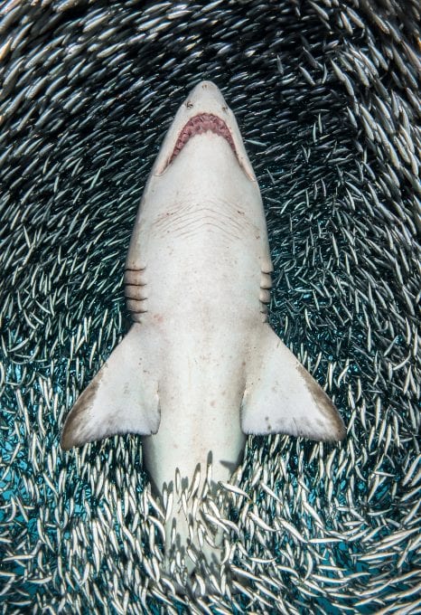 Tanya Houppermans sand tiger sharks