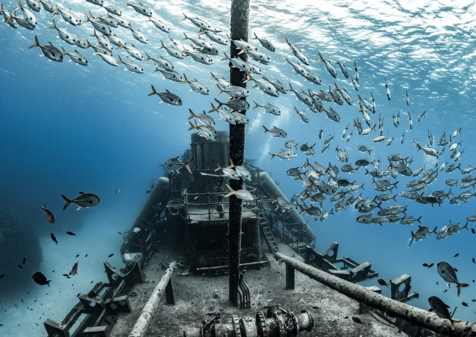 Tanya Houppermans Kittiwake Horse Eye Jacks Grand Cayman
