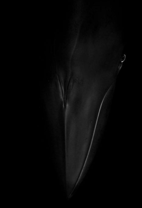 Craig Parry Dwarf Minke Whale Project Ribbon Reef