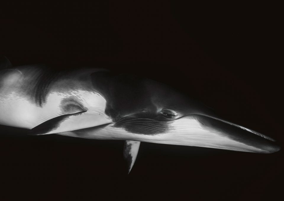 Craig Parry Dwarf Minke Whale Project Ribbon Reef diving