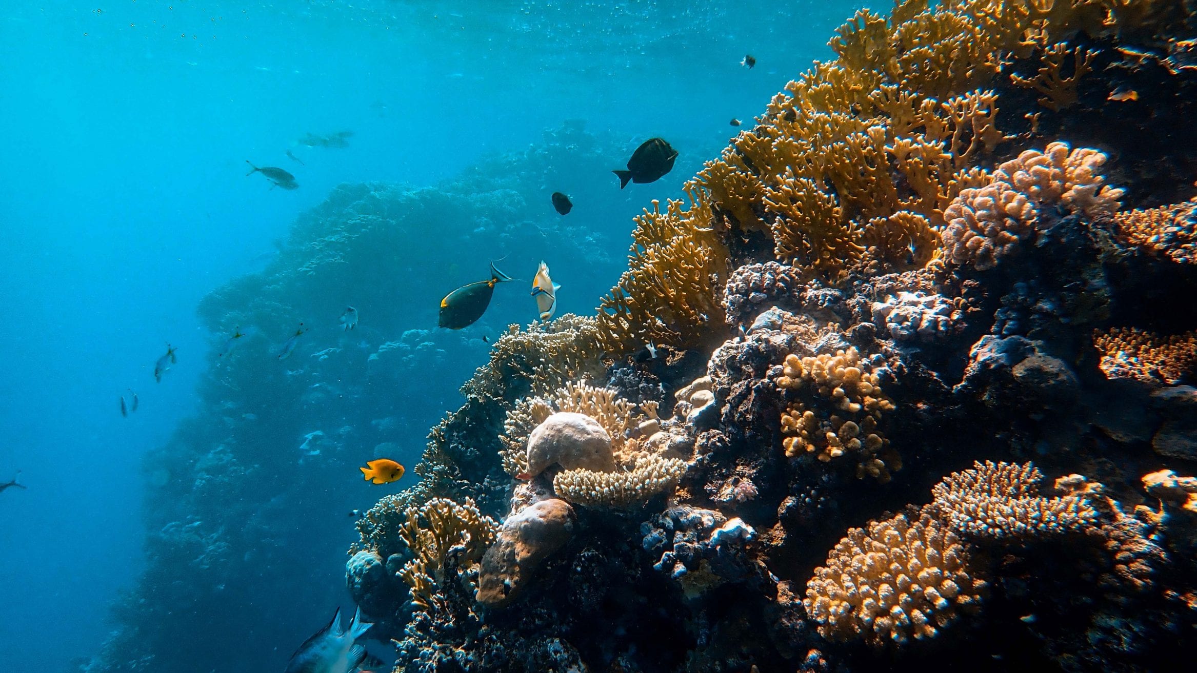 global warming ocean heating communities species