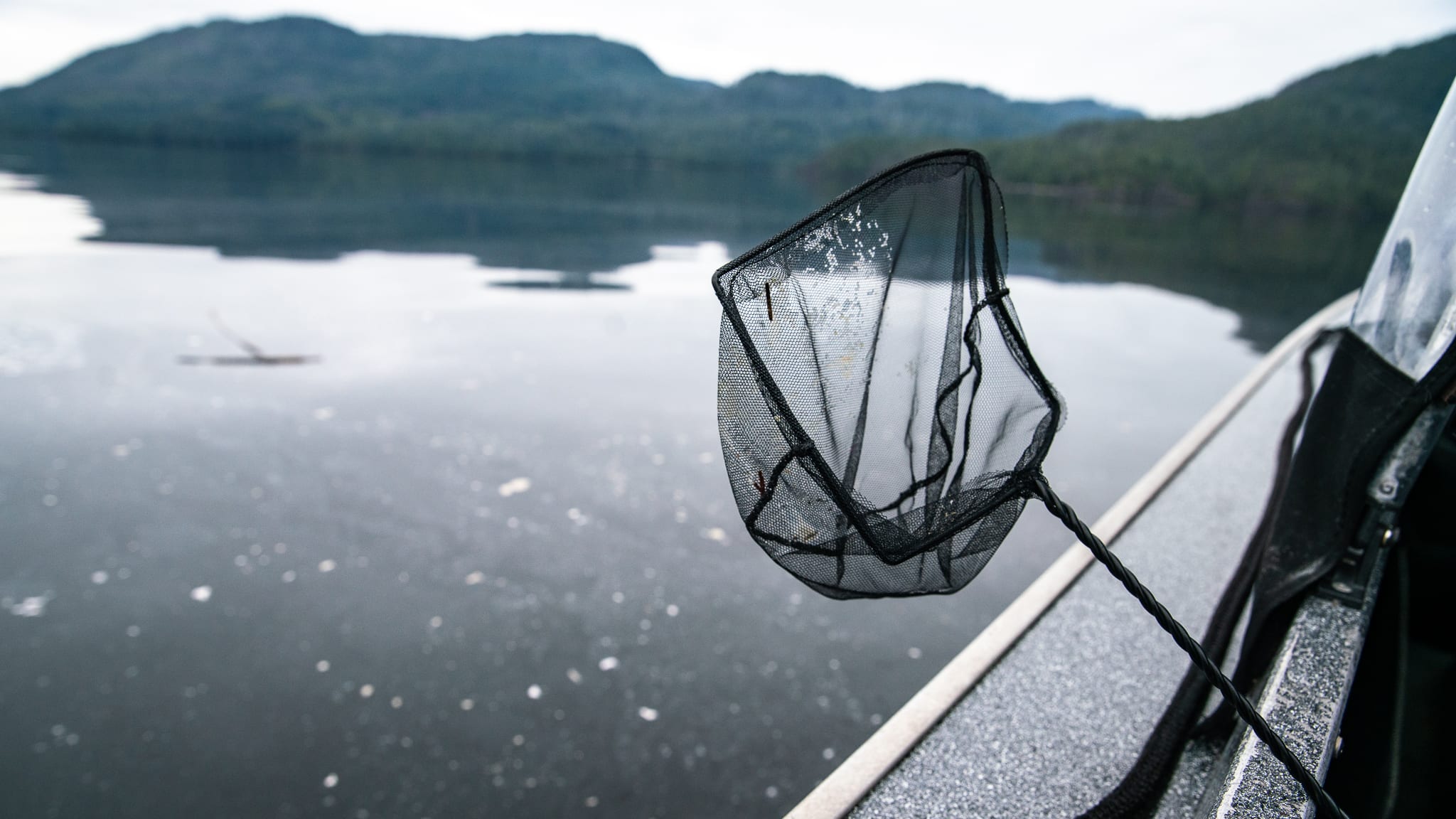 Clayoquot Sound salmon farm die-off