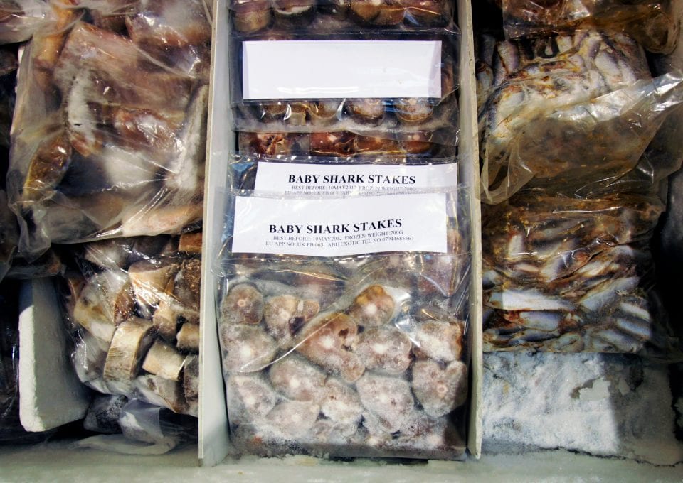 shark finning industry conservation matt brierley greenpiece