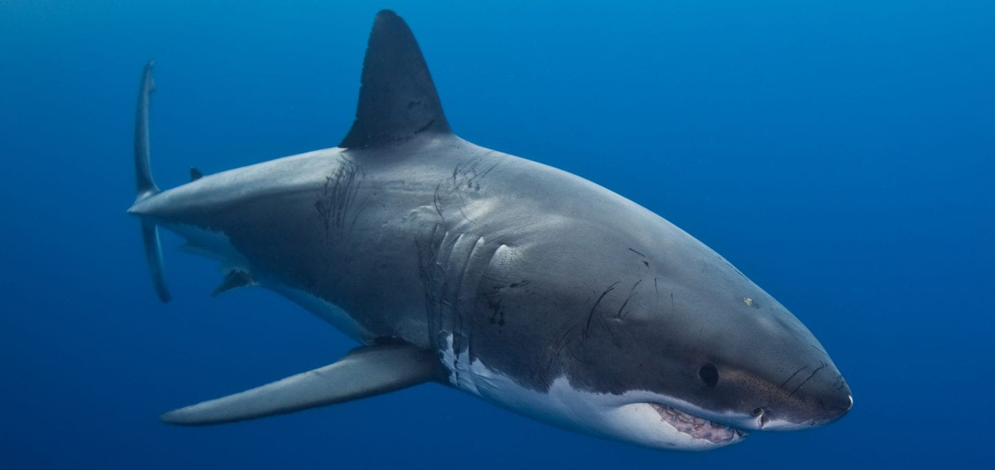 shark finning industry conservation matt brierley great white