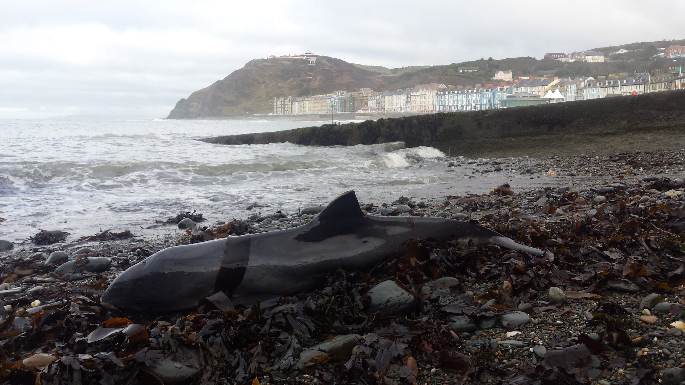 harbour porpoises UK
